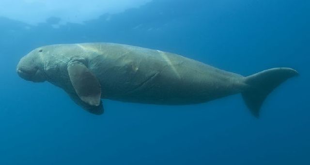 A dugong
